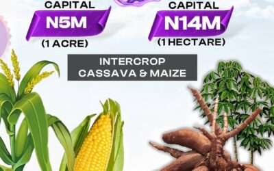 What Is Farm-For-You by Yangawey Asset?