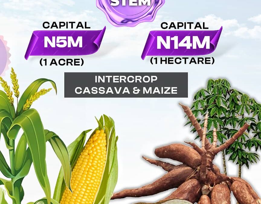 What Is Farm-For-You by Yangawey Asset?